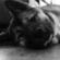 PAWS4AWALK