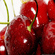 Prunus Avium