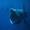 Basking Shark