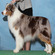 ShepAussie